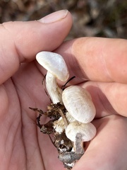 Entoloma abortivum