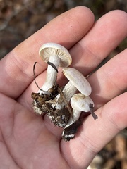 Entoloma abortivum