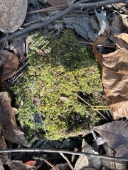 Pallavicinia lyellii
