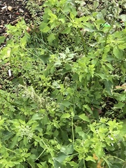 Chenopodium ficifolium