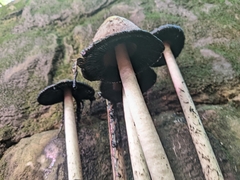 Coprinus comatus