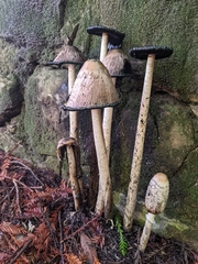 Coprinus comatus