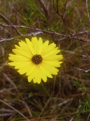 Coreopsis floridana