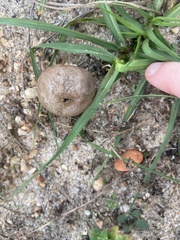 Lycoperdon marginatum