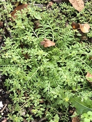 Lepidium didymum
