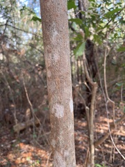 Cartrema americana