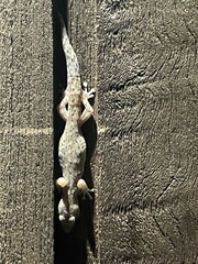 Afrogecko porphyreus