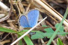 Hemiargus ceraunus