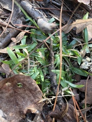 Eremochloa ophiuroides