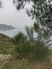 Pinus brutia pityusa