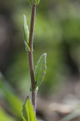 Arabis recta