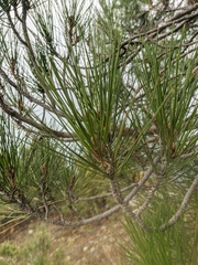 Pinus brutia pityusa