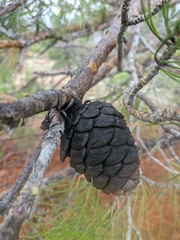 Pinus brutia pityusa