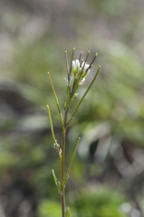 Arabis recta