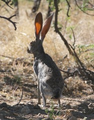 Lepus alleni