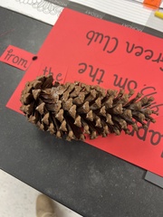 Amanita magniverrucata