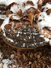 Ganoderma applanatum