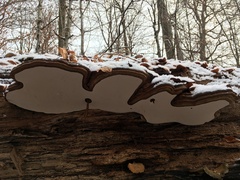 Ganoderma applanatum