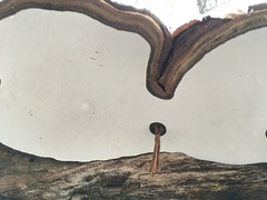Ganoderma applanatum
