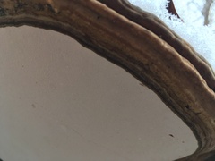 Ganoderma applanatum