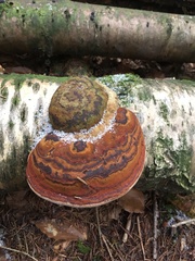 Fomes fomentarius