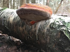 Fomes fomentarius