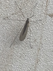 Trichocera