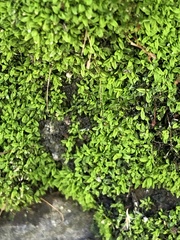 Tortula muralis