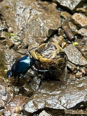 Deltochilum mexicanum