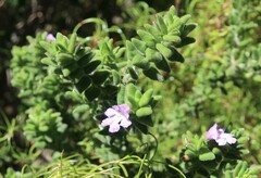 Prostanthera densa