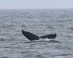 Megaptera novaeangliae australis