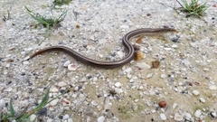 Ophisaurus attenuatus