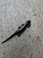 Ambystoma talpoideum