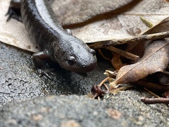 Ambystoma talpoideum