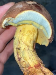 Butyriboletus