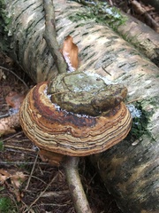 Fomes fomentarius