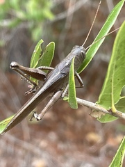 Schistocerca rubiginosa