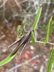 Schistocerca rubiginosa
