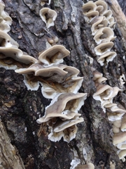 Bjerkandera adusta