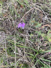 Verbena pulchella