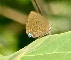 Arhopala major major