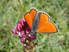 Lycaena hippothoe