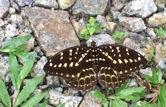 Lexias pardalis dirteana