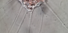Vampyrella lateritia