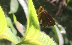 Iambrix salsala salsala