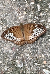 Tanaecia aruna
