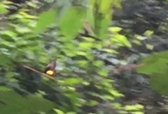 Troides amphrysus ruficollis