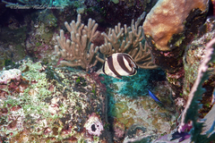 Chaetodon striatus