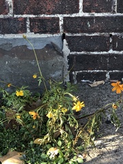 Cosmos sulphureus