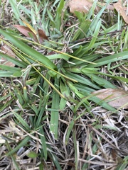 Dichanthelium scabriusculum